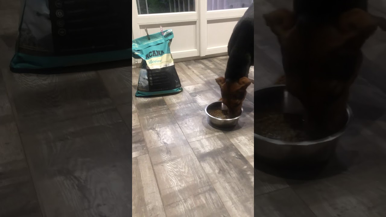 Croquettes PACIFICA ACANA ZOOMALIA