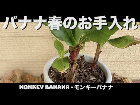 バナナの木、国産ファイバーバナナ 植物