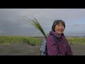 Weaving A Yup Ik Issran Grass Carrying Bag 4 Of 11 Harvesting Green Grass