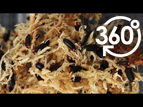 エリューテロダクティルス・リコルディ