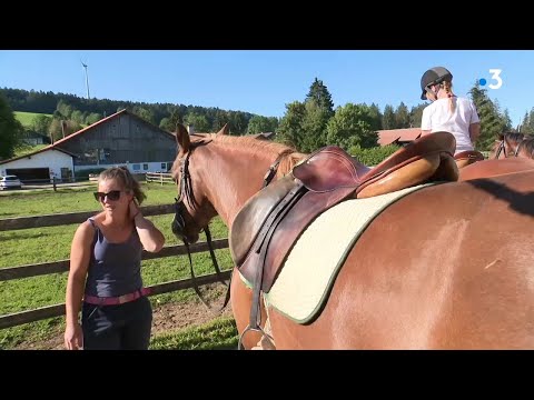 Un été au pays des chevaux - Le cheval Franches-Montagnes, la dernière race d'origine suisse