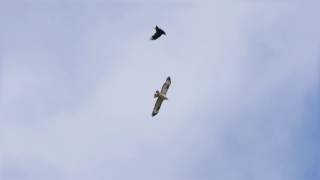 Shadowing: buzzard+crow