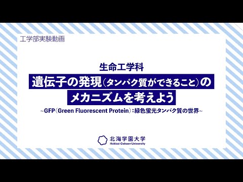 工学部実験動画：生命工学科『遺伝子の発現タンパク質ができることのメカニズムを考えよう～GFP Green Fluorescent Protein：緑色蛍光タンパク質の世界』