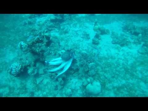 Octopus vs Tiger Snake Eel   PART 3 of 3