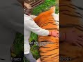 Grandma,who has been with Fat Tiger for many years,is leaving. #shortvideo #animals #rescue #tiger