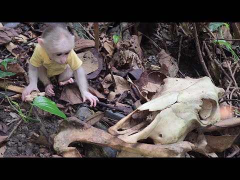 Bubu was very scared when he saw a skeleton in the forest