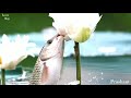Hindi WhatsApp Status Beautiful Fish Status Nature Whatsapp Status Wildlife Full Screen