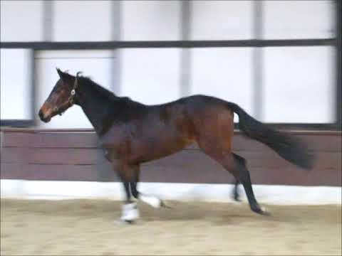 LEONIE 3j. Hann. v. Londontime - Markus Deak xx VB 10.000,- Euro