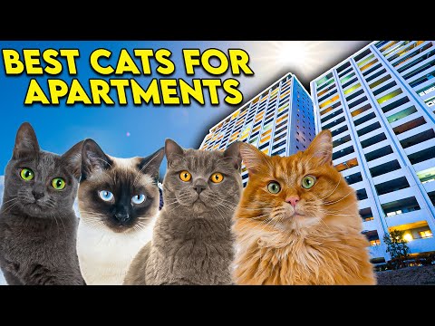 Apartment Cats: The Perfect Breeds