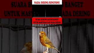 Download lagu NADA DERING|RINGTONE|MASTERAN BURUNG SUARA KICAUAN KENARI GACOR TEMBAKAN KASARAN PART-7 mp3 Download lagu NADA DERING|RINGTONE|MASTERAN BURUNG SUARA KICAUAN KENARI GACOR TEMBAKAN KASARAN PART-7 mp3