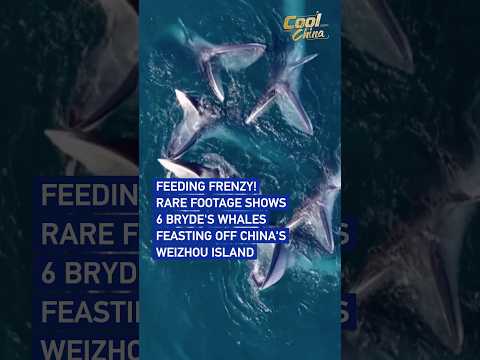Feeding frenzy! Rare footage shows 6 Bryde's whales feasting off China's Weizhou Island
