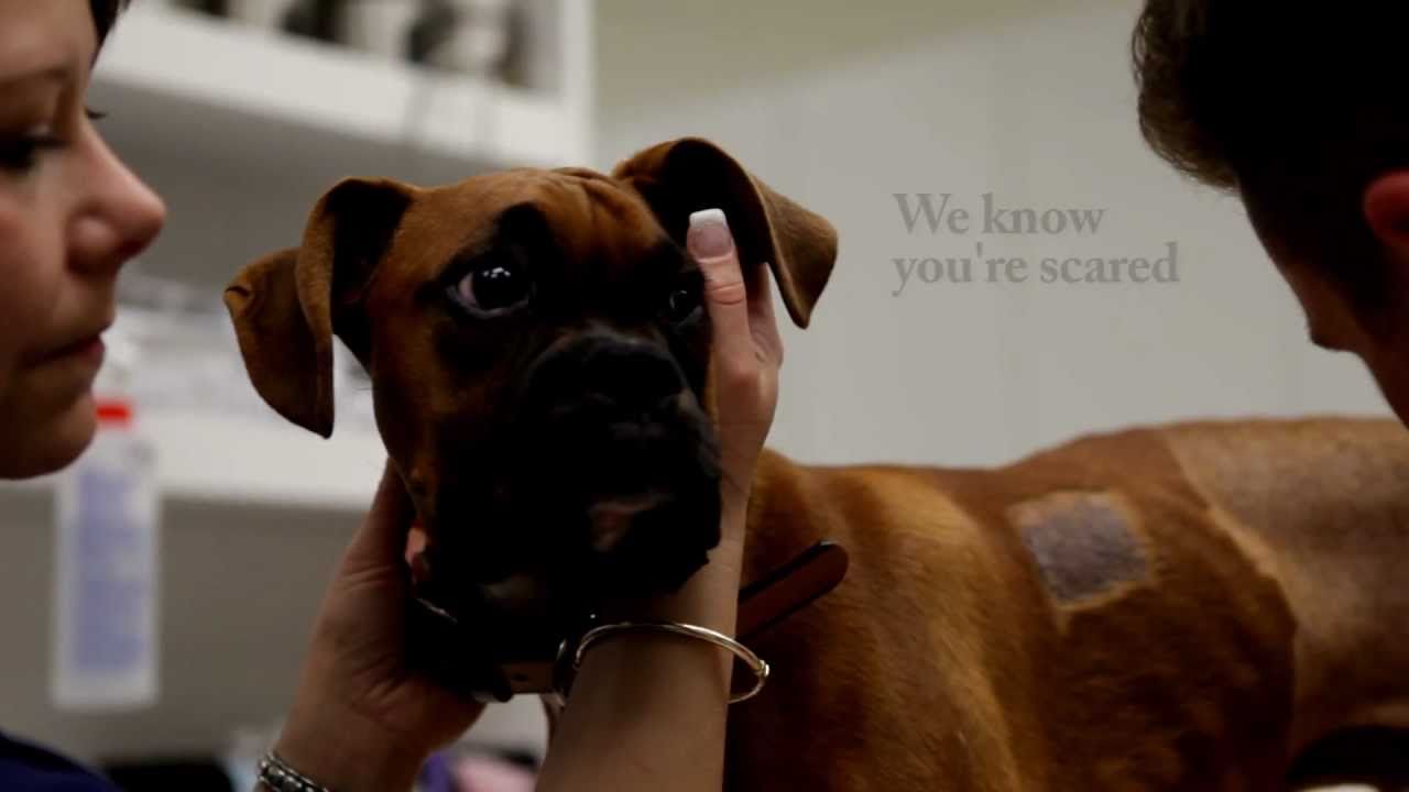 Family Pet Hospital, Lethbridge, Alberta