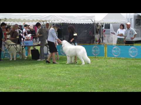 FCI Hokuriku Kousinnetu 2016 male