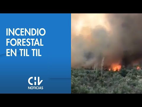 Alerta Roja por incendio forestal en Til Til que deja al menos 12 casas afectadas
