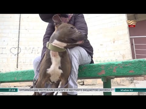 Нелегальные собачьи бои устраивают подростки в Мангистауской области