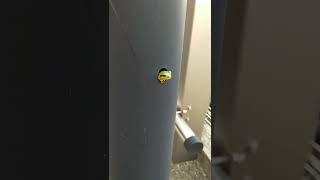 🐸なごみカエル🐸