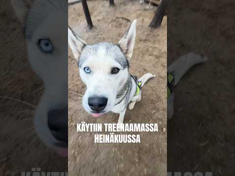 Otettiin ilo irti kylmästä päivästä💪🏼 #happyhuskies