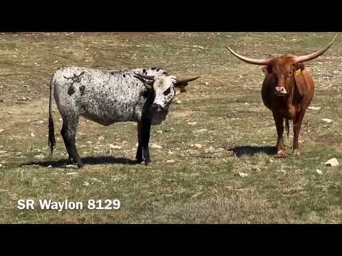 Struthoff Ranch Regestered Texas Longhorn Brindle Bull Herd Sire March 16 2022 Homozygous Wild E+E+