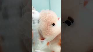 Download lagu nyam nyam nyam ikan koki selalu minta makan.. #goldfish #kwangoldfish #koki mp3 Download lagu nyam nyam nyam ikan koki selalu minta makan.. #goldfish #kwangoldfish #koki mp3