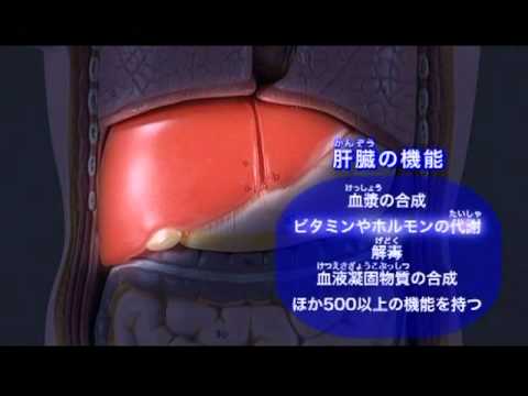 資料篇～人体のふしぎ～(6)肝臓