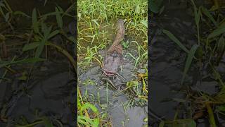 Big Catfish Hunting Small Fish #fishing #fishinglife #trap #shorts