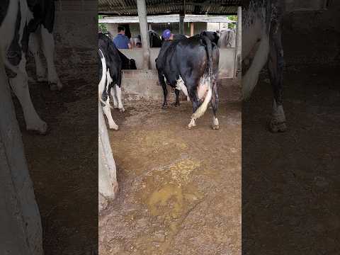 vaca de 30 litros a venda na região de Alagoinhas (Bahia) 75 99867-2669