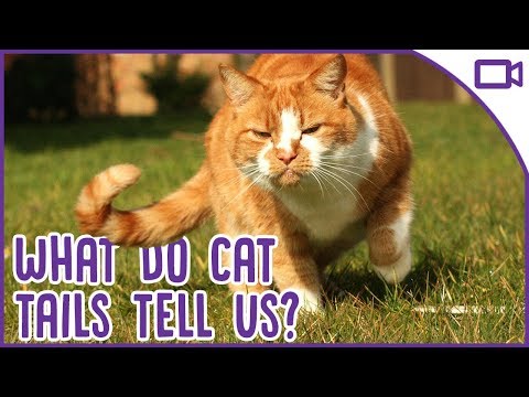 Your Cats Angry At What?! - What Your Cat's Tail Is Telling You!