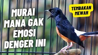 Download lagu MURAI BATU GACOR FULL ISIAN TEMBAKAN MEWAH MATERI JELAS AMPUH MELATIH MURAI BONGKAR ISIAN mp3