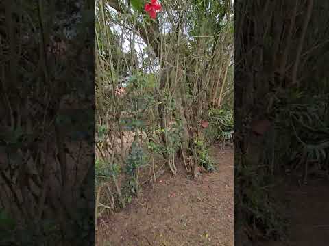 Imóvel a venda - Pirapora do bom jesus