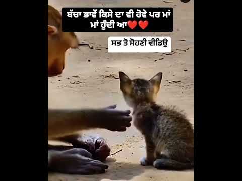 #india #trending #reels #youtube