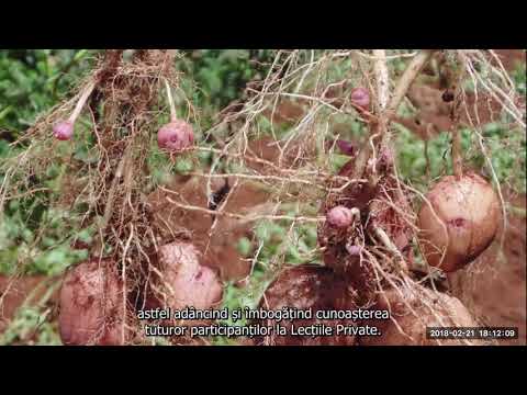 2018 02 21 PM Public Teaching in Romanian - Cursuri publice în română