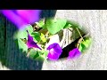 Bap Kennedy, The Beauty Of You - danradu leaf Bap Kennedy, The Beauty Of You