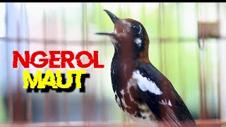 Download lagu ANIS KEMBANG NGEROL MAUT mp3 Download lagu ANIS KEMBANG NGEROL MAUT mp3