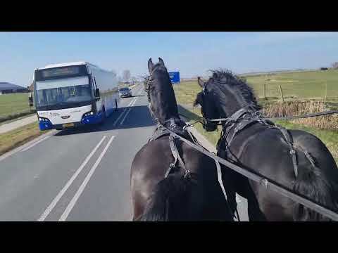 Stal Okkema's Pair of Geldings - L: Erik & R: Fyte