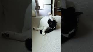 整えなくちゃ #cat #ねこ #ねこのいる生活 #ねこ動画 #猫と暮らす #保護猫 #かわいい猫