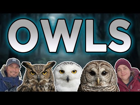 How To Find Owls | Every Species | Complete Guide