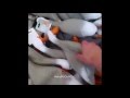 Top 5 Duck Army Music Vines 
