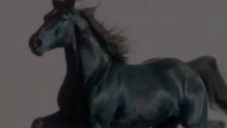 Franco Battiato- Il cammino interminabile