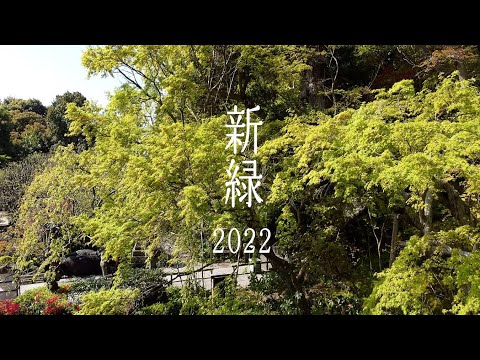 新緑2022