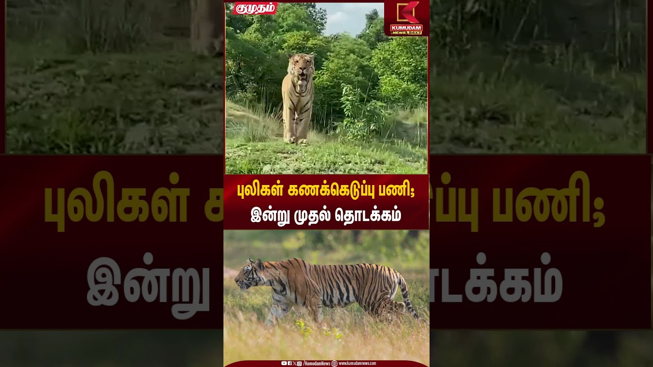 புலிகள் கணக்கெடுப்பு பணி; இன்று முதல் தொடக்கம் | Tiger Count | Kumudam News