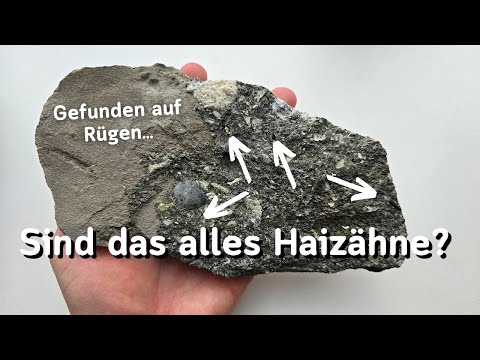 Ein kurioser Fund auf Rügen - Fossilien suchen an der Ostseeküste