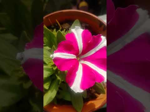 #garden flower #sudeshna #like #flowers #suscribe
