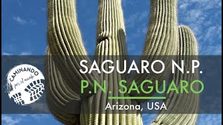 Saguaro National Park - Los cactus más altos del mundo - The tallest cacti in the world.