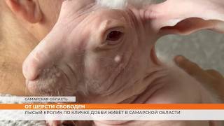 От шерсти свободен