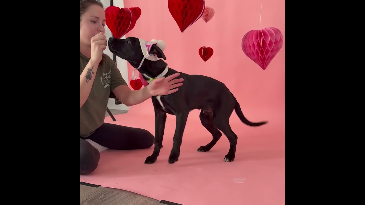 Enlarge Tobias, a Adoptable mixed breed in Howell, NJ video 6/6