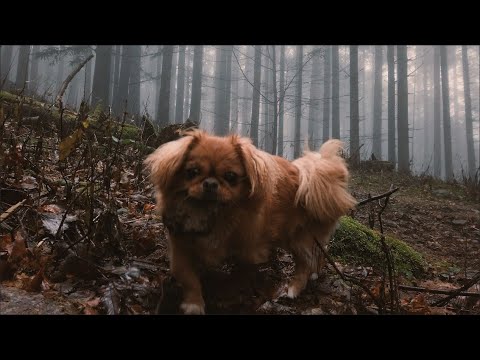 A Walk In A cold dark FOREST