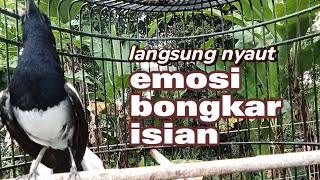 Download lagu Kacer konslet TARUNG ampuh dongkrak EMOSI agar semakin NGOTOT dan BONGKAR ISIAN mp3