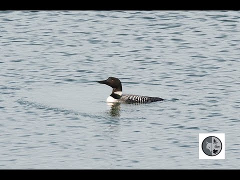 Cri du Plongeon huard/Call of the Common Loon