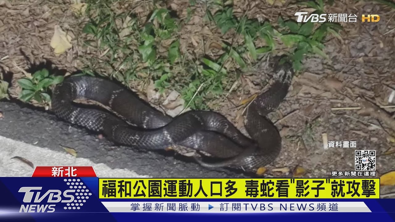 福和公園有1米半眼鏡蛇　占路作勢攻擊民眾夜騎驚嚇