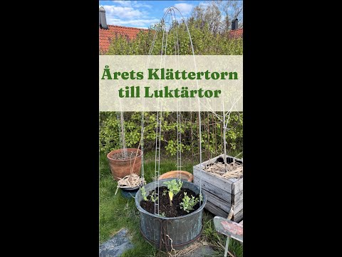 Växtstöd till luktärt. Årets klättertorn till Luktärtor - Trädgårdshacks med GardenR